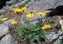 Hieracium sericophyllum ©  Pandion Wild Tours